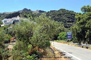 635- Algatocin